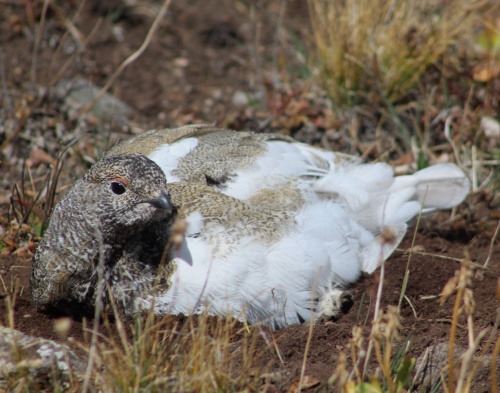 White-tailed Ptarmigan