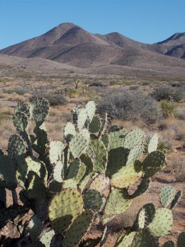 Prickly Pear Cactus