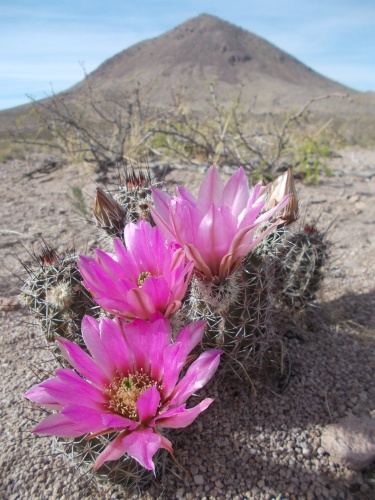 Flowers of the desert