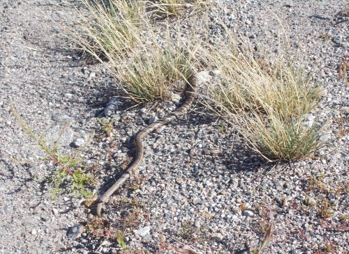 Snake! RUN!!!!