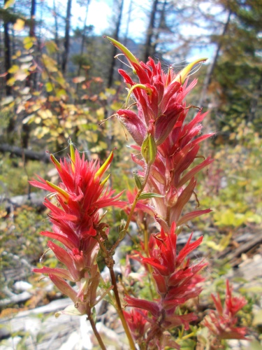 Indian paintbrush