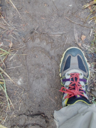 Bear print!