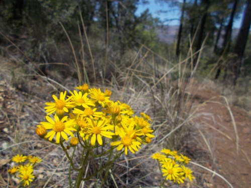 Flowers of the CDT