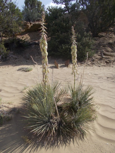 Yucca plant