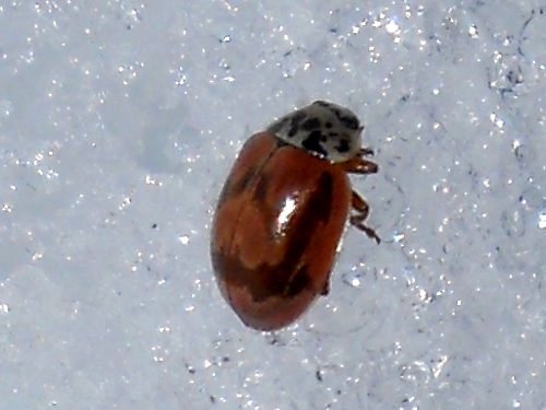 Bugs on ice