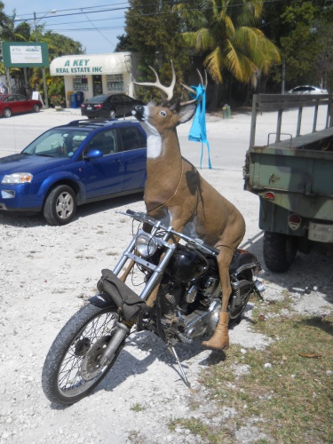 Deer rider