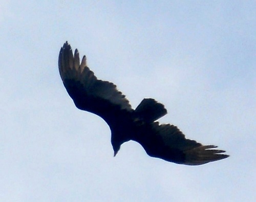 Turkey vulture