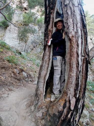 Karolina, stuck in a tree!