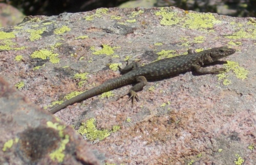 Lizards of the GR20!