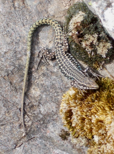 Lizards of Corisca!