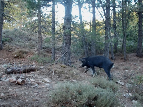 Watch out for pigs!