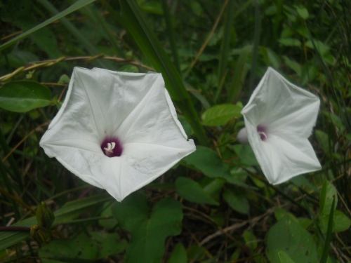 Flowers of the trail