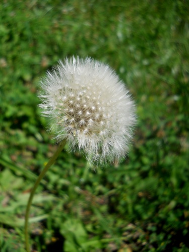 Dandelion