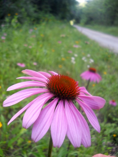 Flowers of the GAP!