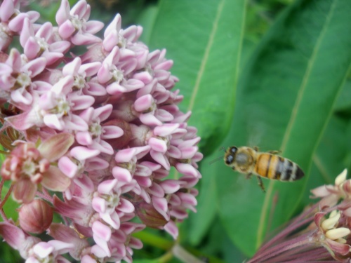 Bee! Bee!