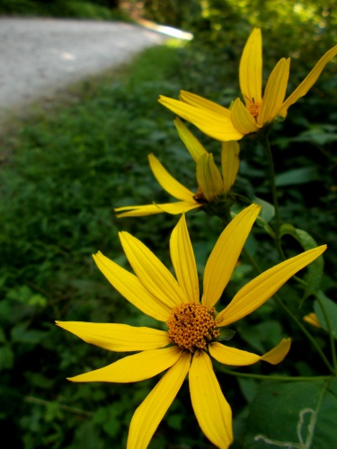 Flowers of the GAP!