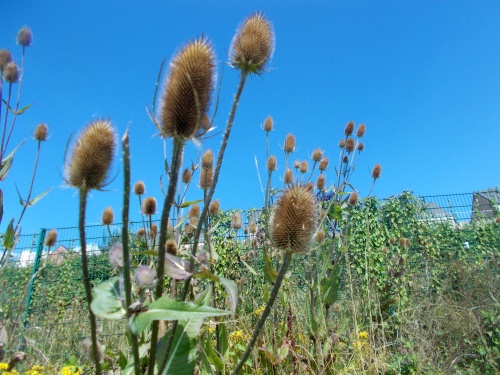 Teasel