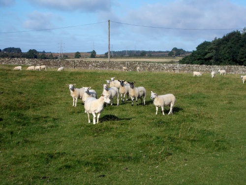 The sheep are always watching