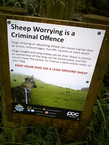 Sheep worrying is an offense!