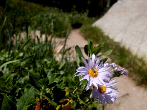 Flowers of the JMT