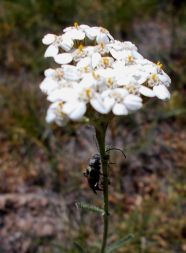 Flowers of the JMT!