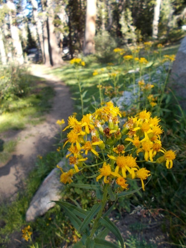 Flowers of the JMT!