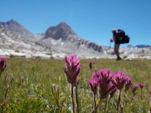 Flowers of the JMT!