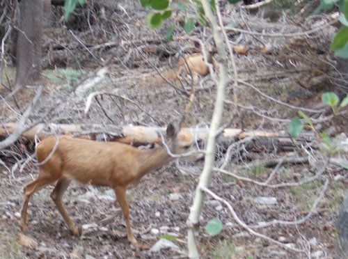 Deer! Deer!