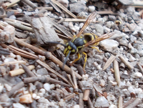 Wasp! RUN!