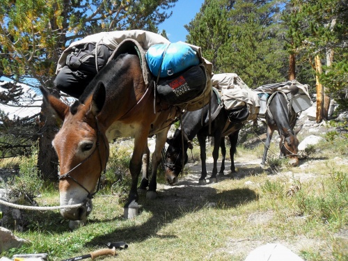 Horse train!