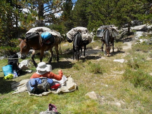 Mules on the trail!