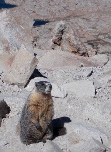 Marmot!