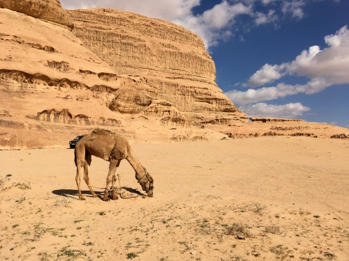 Camel eating
