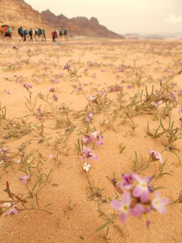 Flowers of the Jordan Trail