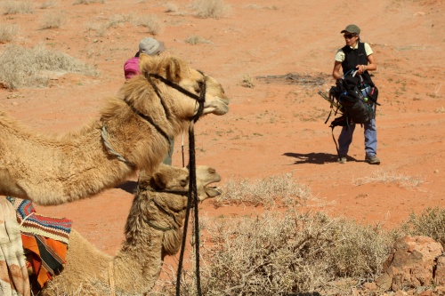 The camels are watching....
