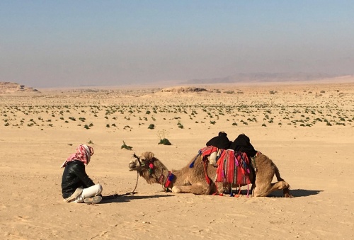 Camel sitting