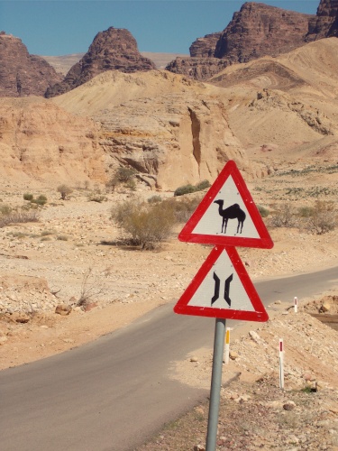 Camel crossing!