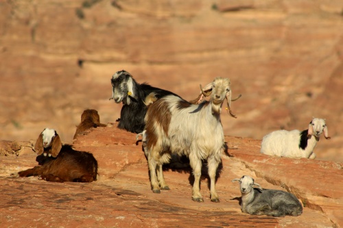Goats at Petra
