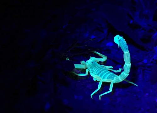 Scorpions glow in black light!