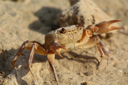 Watch out for crabs!