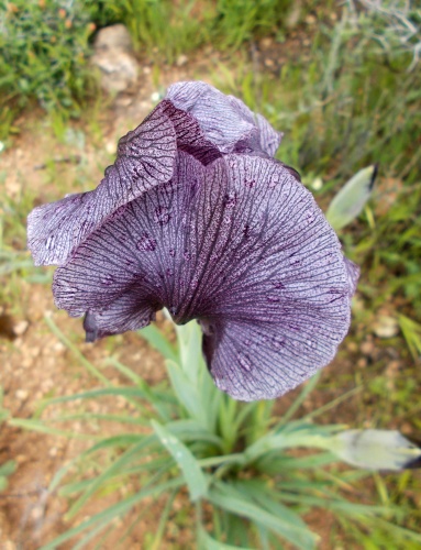 Black Iris