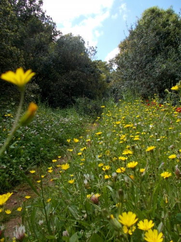 Flowers of Jordan