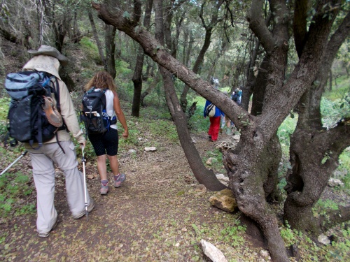 Forests of Jordan!