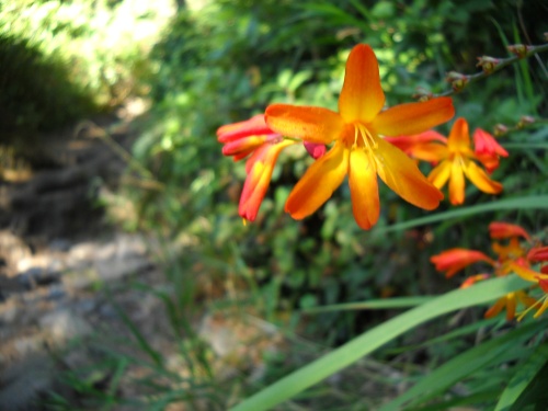 Flowers of the Juan de Fuca Trail