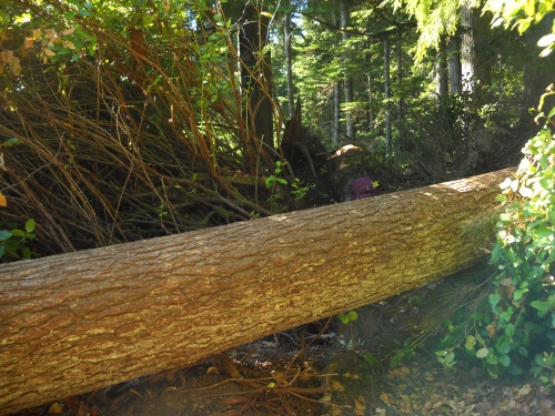 Tree fall
