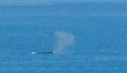 Whale! Whale!