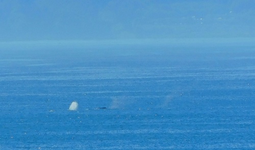 Whale! Whale!