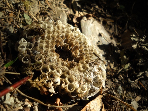 Honeycomb