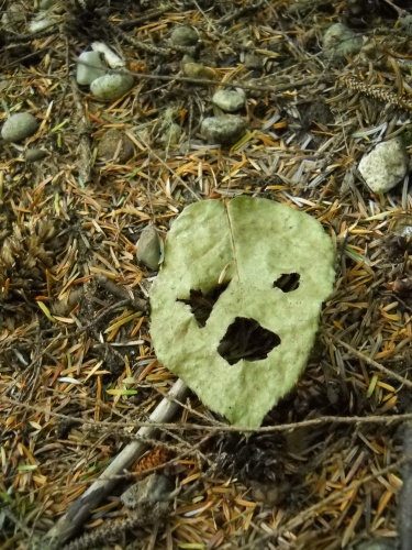 Leaf people!