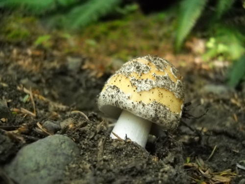 Mushrooms of the trail